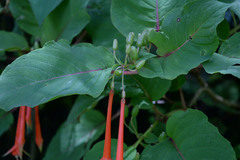 Fuchsia fulgens