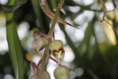Catasetum roseo-album