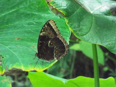 Morpho helenor montezuma