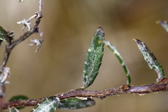 Gaultheria macrostigma