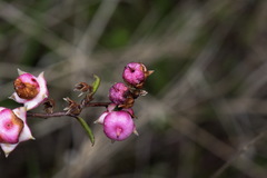 Gaultheria macrostigma