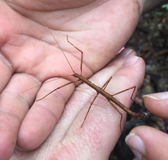 Libethra
