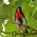 Grey-sided Flowerpecker - Photo (c) 116643157779689425916, some rights reserved (CC BY-NC), uploaded by John Tasirin