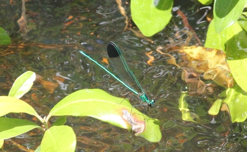 Sparkling Jewelwing photo 4
