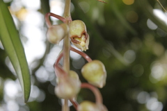 Catasetum roseo-album