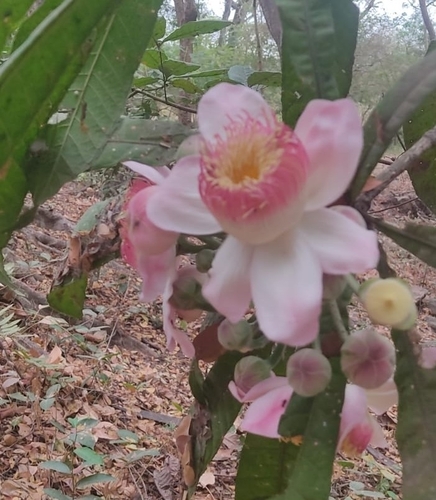 Image of Gustavia Angustifolia (Gustavia angustifolia) by no rights reserved