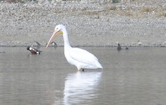 Pelecanus erythrorhynchos