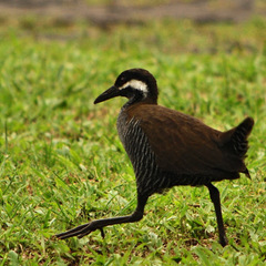 Gallirallus torquatus