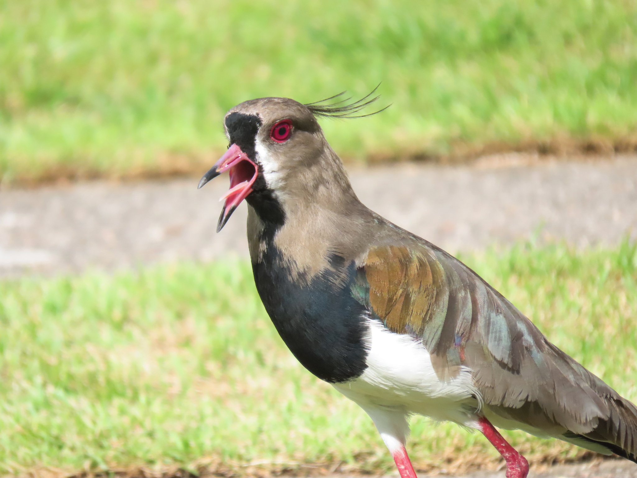 Caravana Vanellus chilensis NaturaLista Colombia