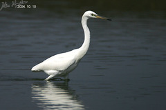 Egretta eulophotes