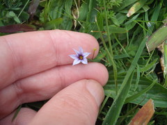 Sisyrinchium rosulatum