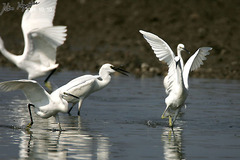 Egretta eulophotes