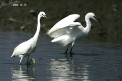Egretta eulophotes