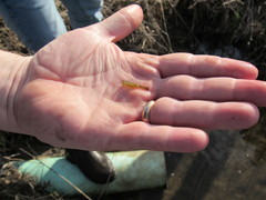 Eubranchipus neglectus