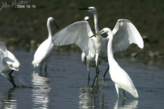 Egretta eulophotes