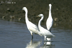 Egretta eulophotes