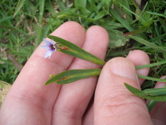Sisyrinchium rosulatum