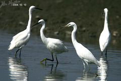 Egretta eulophotes