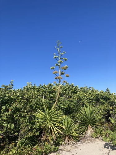 False sisal (Agave decipiens)