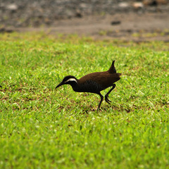 Gallirallus torquatus