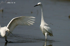 Egretta eulophotes