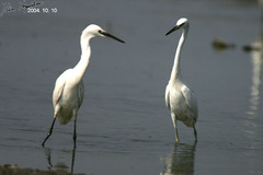 Egretta eulophotes