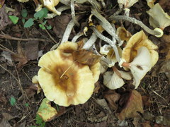 Desarmillaria tabescens image