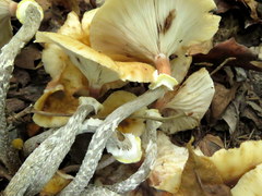 Desarmillaria tabescens image