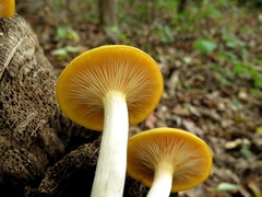 Desarmillaria caespitosa image