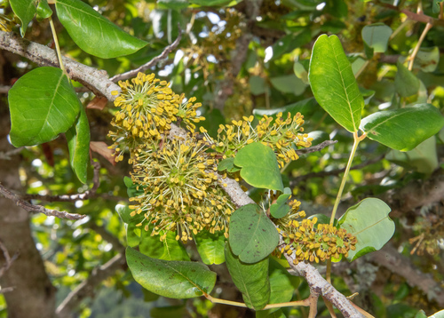 B13: Johannesbroodboom (Beheer kruidentuin Abdij Postel) · iNaturalist