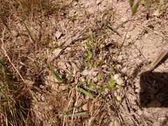 Coprosma propinqua propinqua