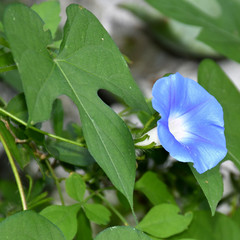 Ipomoea hederacea