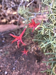 Ipomopsis aggregata formosissima