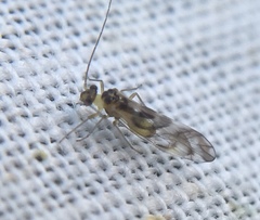 Graphopsocus