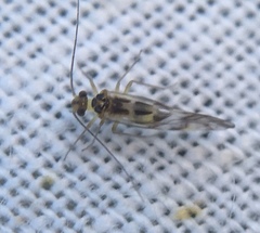Graphopsocus