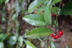 Ardisia cornudentata