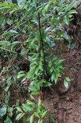 Ardisia cornudentata