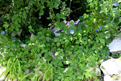 Ipomoea hederacea