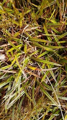 Astelia linearis