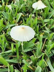 Leucocoprinus fragilissimus image