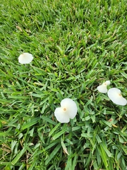 Leucocoprinus fragilissimus image