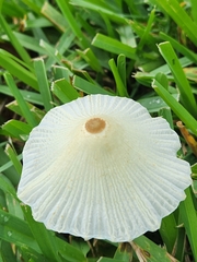 Leucocoprinus fragilissimus image