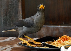 Acridotheres javanicus