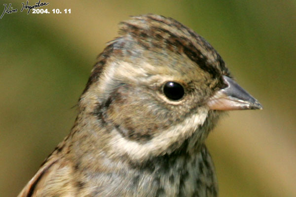 Black-faced Bunting