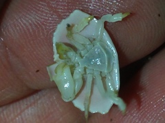 Cryptolithodes sitchensis