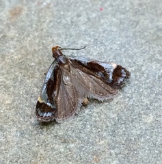 Dichomeris ochripalpella