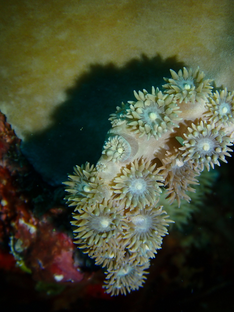 Bowl coral