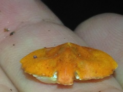 Cryptolithodes sitchensis