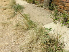 Muhlenbergia dubia