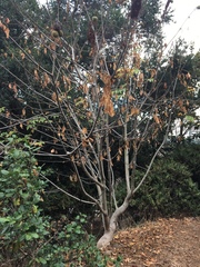 Aesculus californica